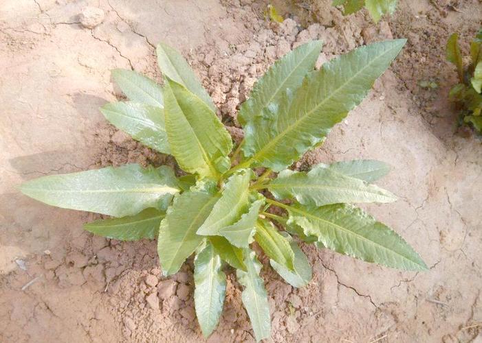 酸模的养殖方法，酸模繁殖方式？-第1张图片-优品飞百科