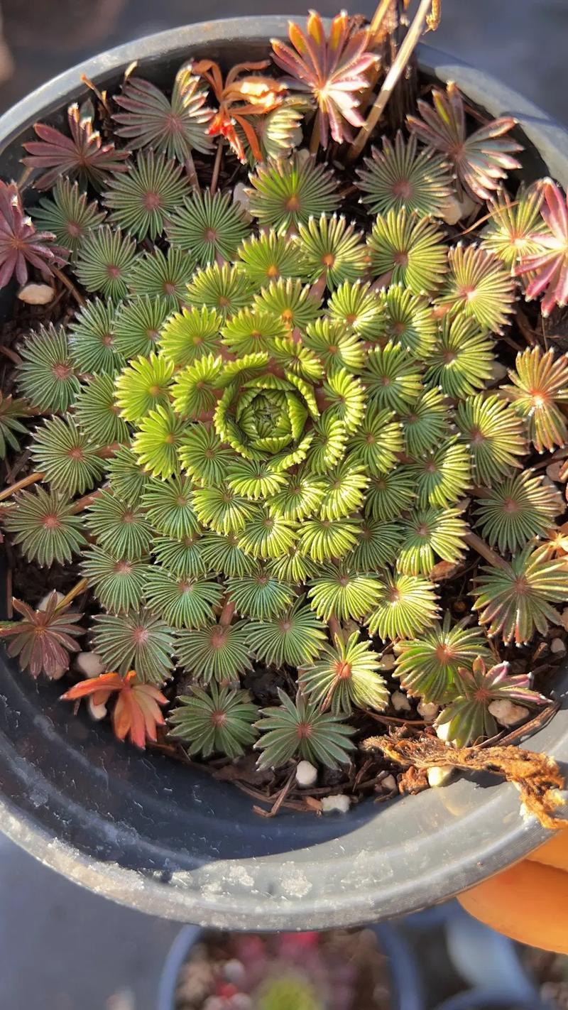 酸模的养殖方法，酸模繁殖方式？-第2张图片-优品飞百科