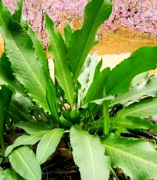 酸模的养殖方法，酸模繁殖方式？-第3张图片-优品飞百科