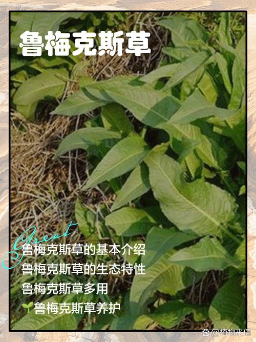 酸模的养殖方法，酸模繁殖方式？-第4张图片-优品飞百科