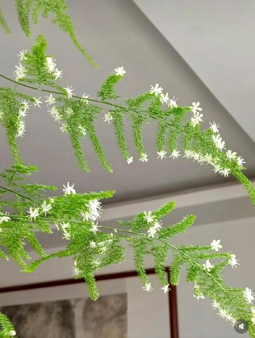 文竹开花寓意什么兆头，养几根才比较好，文竹开花寓意什么兆头风水？-第1张图片-优品飞百科