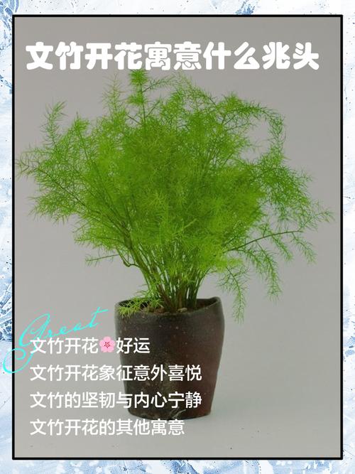 文竹开花寓意什么兆头，养几根才比较好，文竹开花寓意什么兆头风水？-第2张图片-优品飞百科