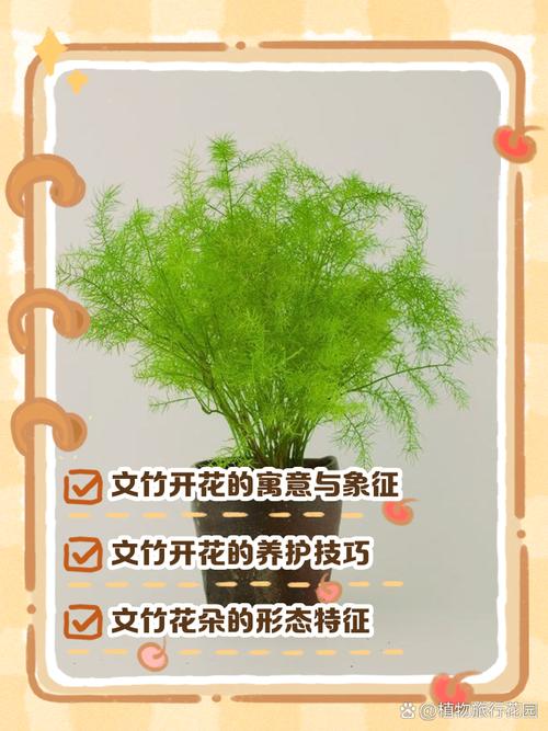 文竹开花寓意什么兆头，养几根才比较好，文竹开花寓意什么兆头风水？-第3张图片-优品飞百科