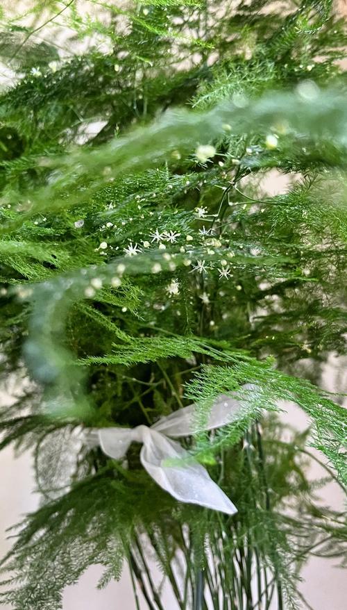 文竹开花寓意什么兆头，养几根才比较好，文竹开花寓意什么兆头风水？-第4张图片-优品飞百科