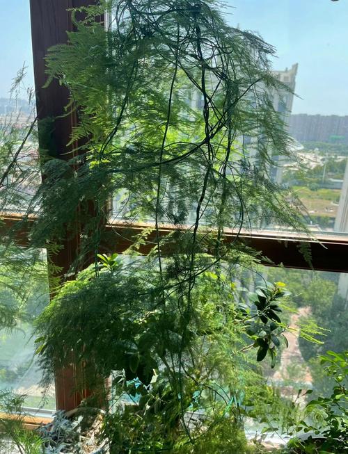 文竹开花寓意什么兆头，养几根才比较好，文竹开花寓意什么兆头风水？-第5张图片-优品飞百科