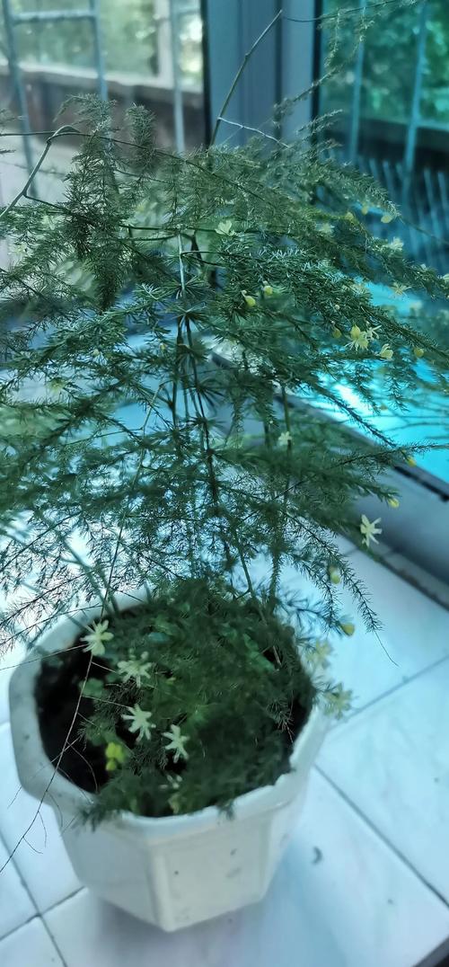 文竹开花寓意什么兆头，养几根才比较好，文竹开花寓意什么兆头风水？-第6张图片-优品飞百科