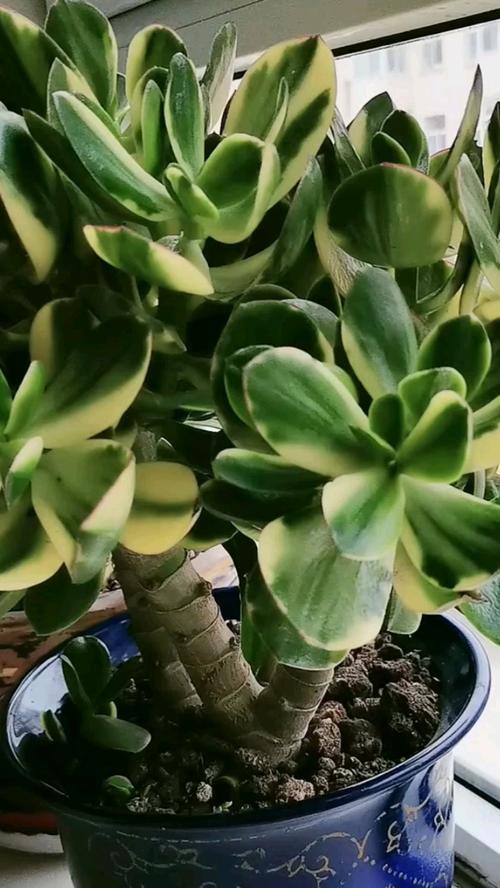 燕子掌适合放在哪里，燕子掌的摆放禁忌