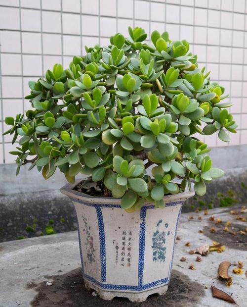 燕子掌适合放在哪里，燕子掌的摆放禁忌-第2张图片-优品飞百科