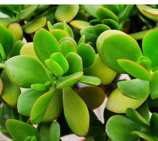 燕子掌适合放在哪里，燕子掌的摆放禁忌-第3张图片-优品飞百科