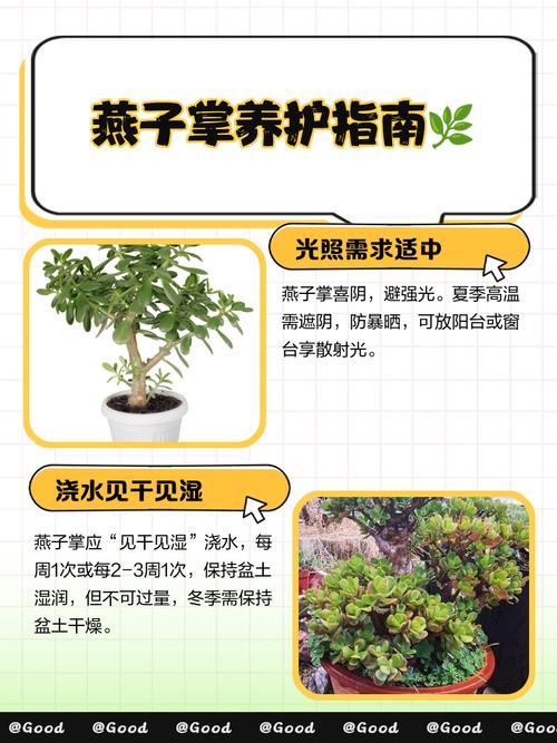 燕子掌适合放在哪里，燕子掌的摆放禁忌-第4张图片-优品飞百科