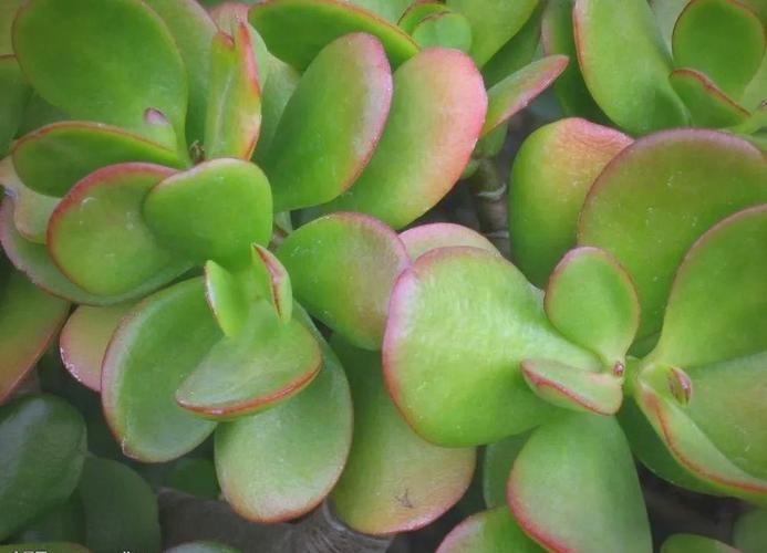 燕子掌适合放在哪里，燕子掌的摆放禁忌-第5张图片-优品飞百科