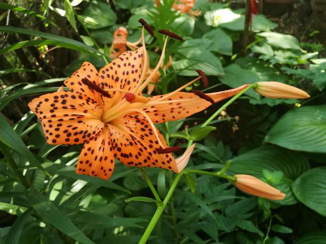 百合花有毒吗，白色百合花有毒吗-第1张图片-优品飞百科