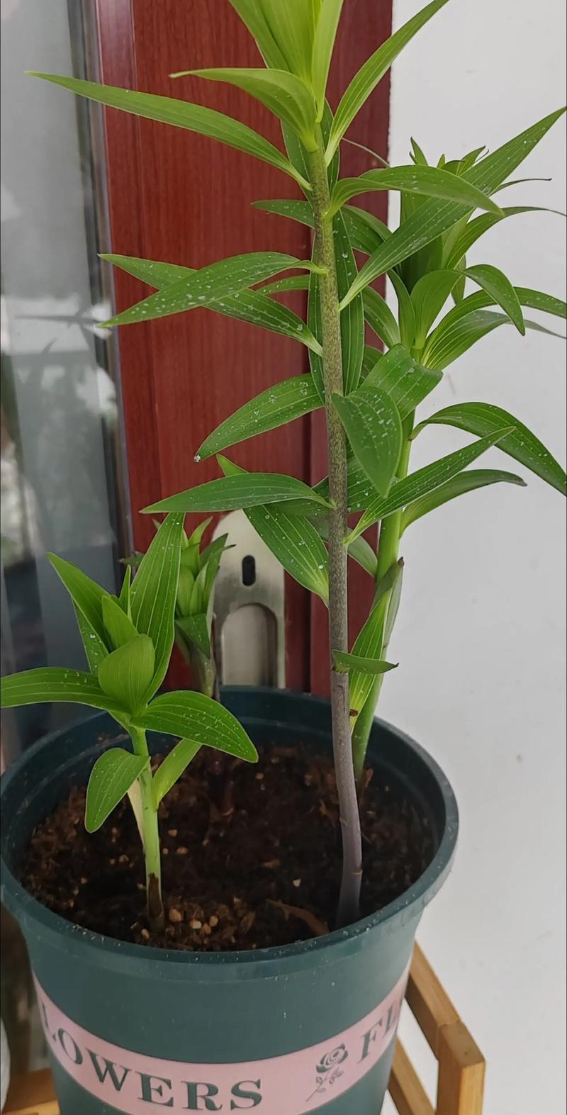 百合花有毒吗，白色百合花有毒吗-第3张图片-优品飞百科