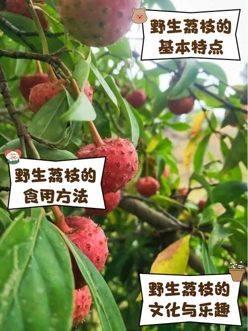 荔枝的功效与作用，荔枝的功效与作用是什么-第1张图片-优品飞百科