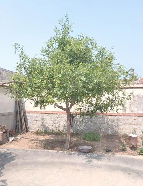 院内外适合种枣树吗？院中可以栽枣树吗？-第1张图片-优品飞百科