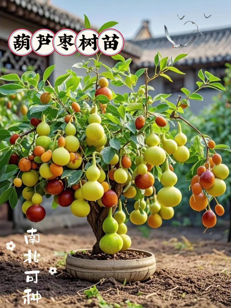 院内外适合种枣树吗？院中可以栽枣树吗？-第3张图片-优品飞百科