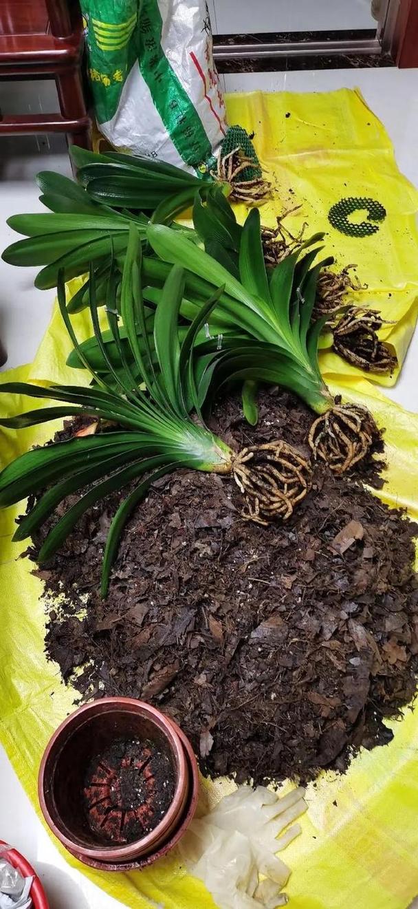 君子兰对人体有害吗，君子兰的危害？-第1张图片-优品飞百科