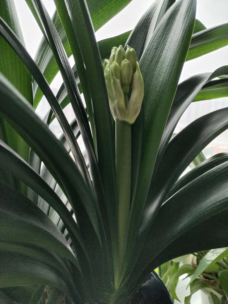 君子兰对人体有害吗，君子兰的危害？-第2张图片-优品飞百科