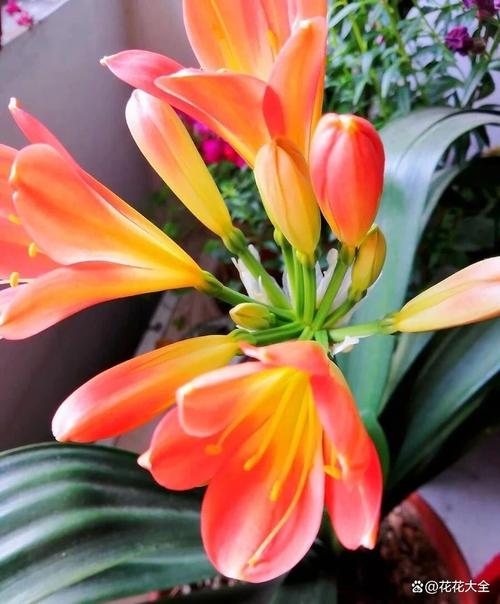 君子兰对人体有害吗，君子兰的危害？-第3张图片-优品飞百科