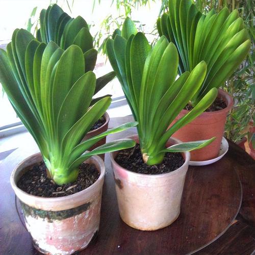 君子兰对人体有害吗，君子兰的危害？-第5张图片-优品飞百科