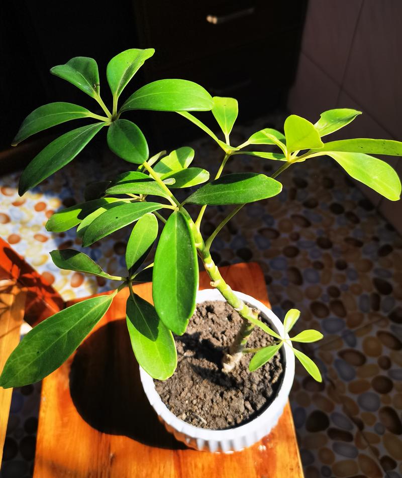 鸭掌木有毒吗，鸭掌木有毒吗放在屋里-第1张图片-优品飞百科