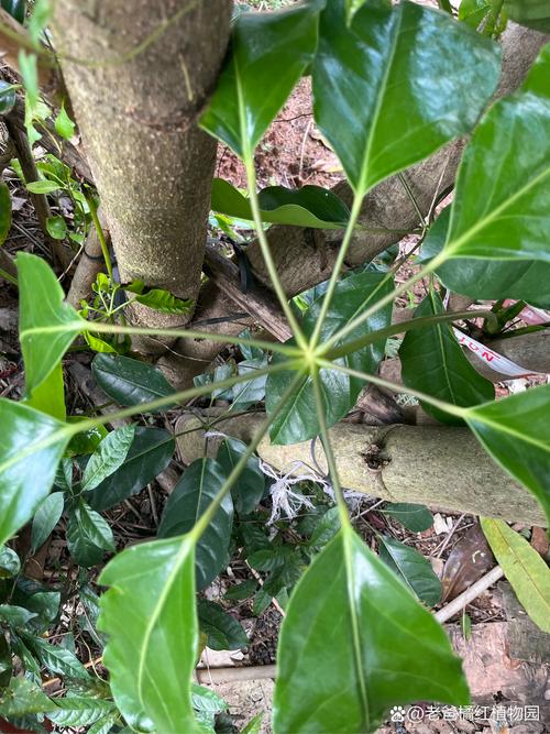 鸭掌木有毒吗，鸭掌木有毒吗放在屋里-第2张图片-优品飞百科