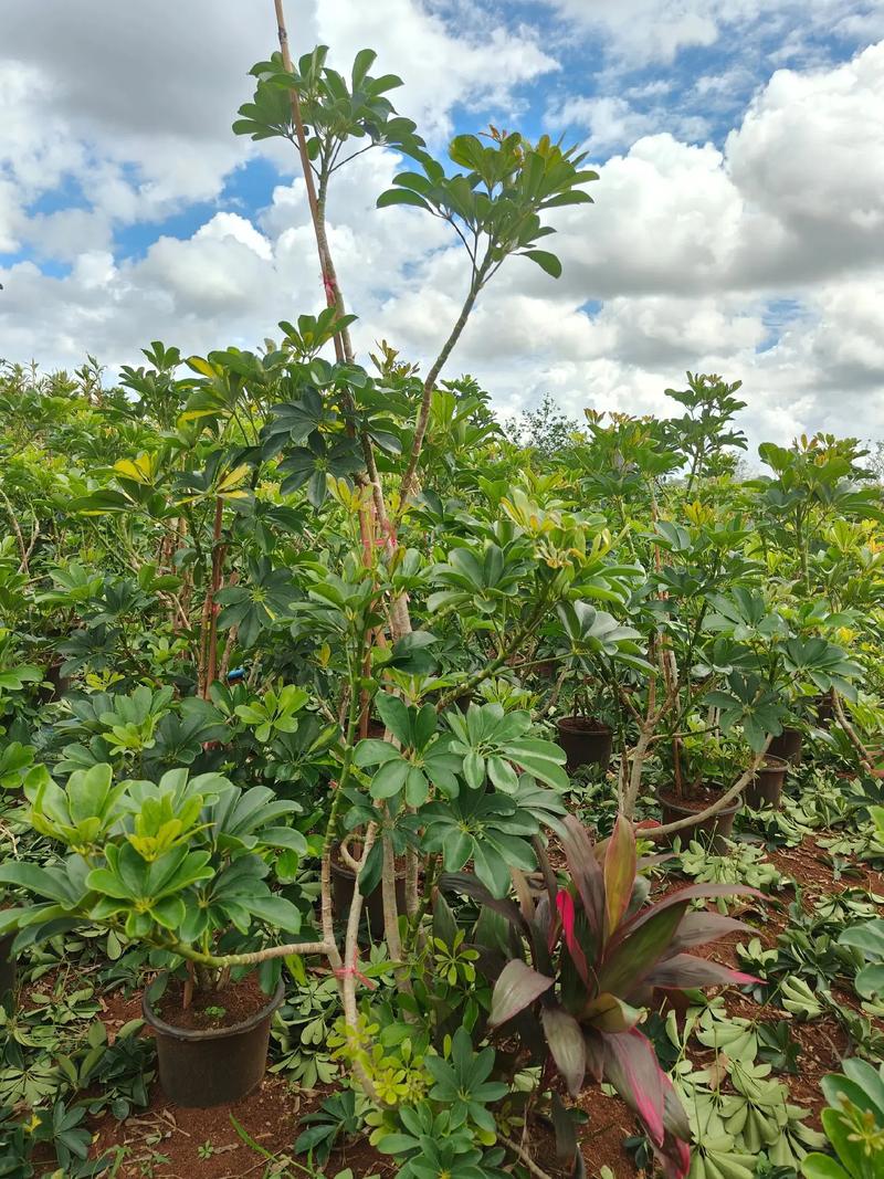 鸭掌木有毒吗，鸭掌木有毒吗放在屋里-第3张图片-优品飞百科