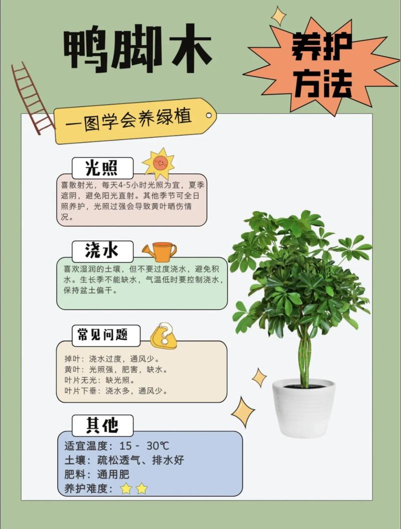 鸭掌木有毒吗，鸭掌木有毒吗放在屋里-第4张图片-优品飞百科