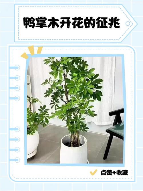 鸭掌木有毒吗，鸭掌木有毒吗放在屋里-第5张图片-优品飞百科