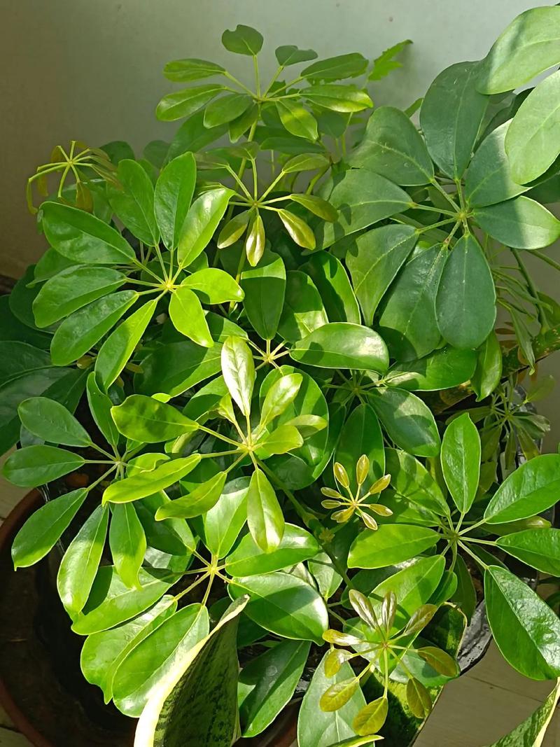 鸭掌木有毒吗，鸭掌木有毒吗放在屋里-第6张图片-优品飞百科