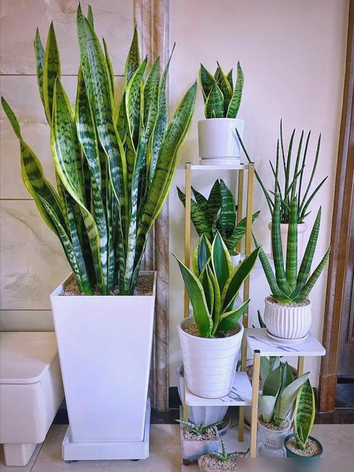 虎皮兰适合放在卧室吗？金边虎皮兰适合放在卧室吗？-第1张图片-优品飞百科