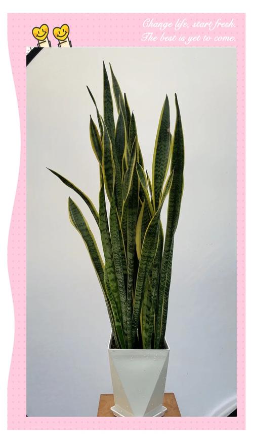 虎皮兰适合放在卧室吗？金边虎皮兰适合放在卧室吗？-第2张图片-优品飞百科