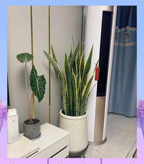 虎皮兰适合放在卧室吗？金边虎皮兰适合放在卧室吗？-第3张图片-优品飞百科