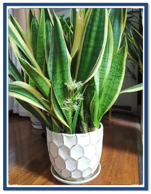 虎皮兰适合放在卧室吗？金边虎皮兰适合放在卧室吗？-第4张图片-优品飞百科