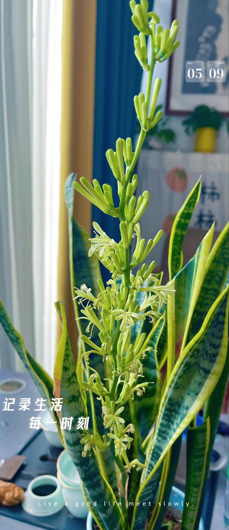 虎皮兰适合放在卧室吗？金边虎皮兰适合放在卧室吗？-第5张图片-优品飞百科