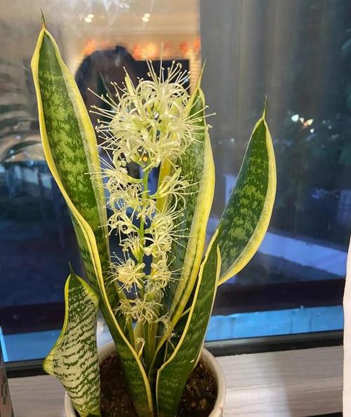 虎皮兰适合放在卧室吗？金边虎皮兰适合放在卧室吗？-第6张图片-优品飞百科