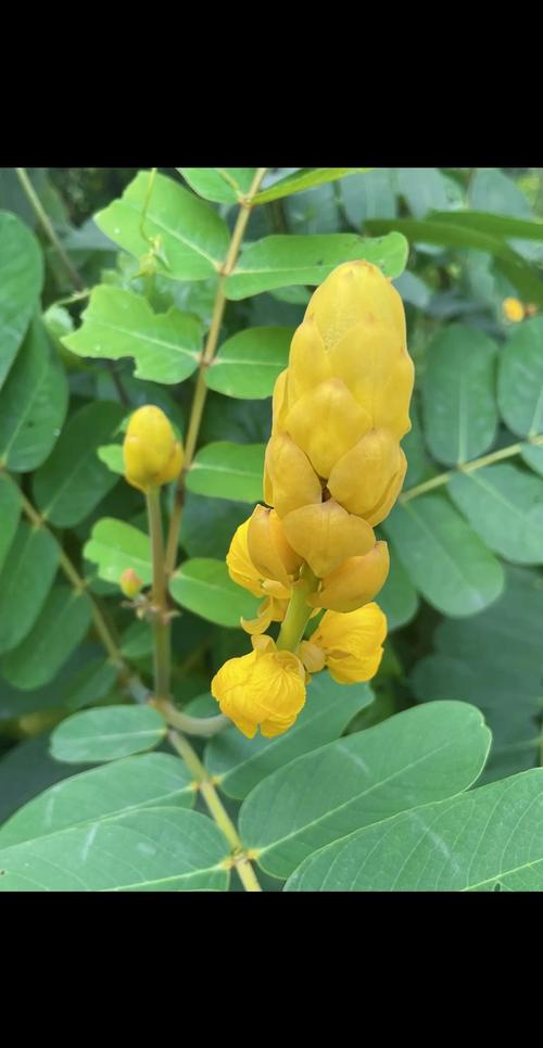 翅荚决明的功效与作用，翅荚决明种子图片？-第1张图片-优品飞百科