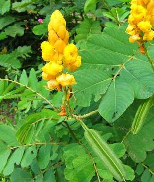 翅荚决明的功效与作用，翅荚决明种子图片？-第3张图片-优品飞百科