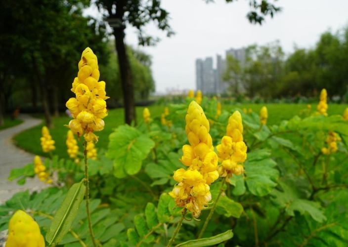 翅荚决明的功效与作用，翅荚决明种子图片？-第2张图片-优品飞百科