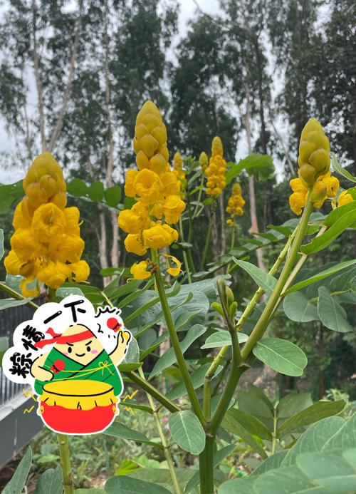 翅荚决明的功效与作用，翅荚决明种子图片？-第4张图片-优品飞百科