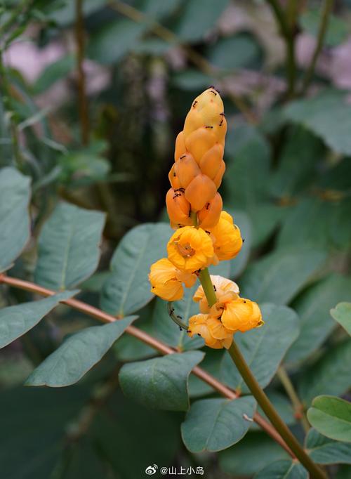 翅荚决明的功效与作用，翅荚决明种子图片？-第5张图片-优品飞百科