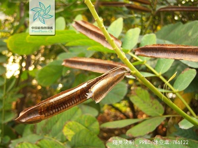 翅荚决明的功效与作用，翅荚决明种子图片？-第6张图片-优品飞百科