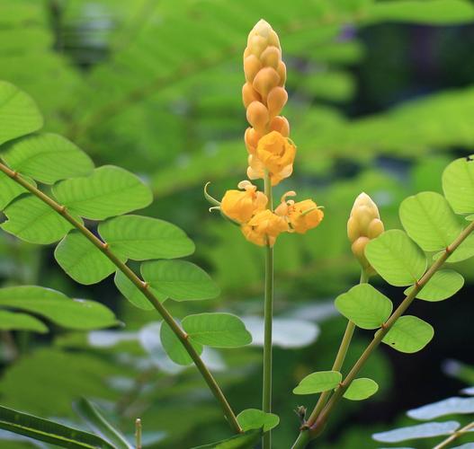 翅荚决明的功效与作用，翅荚决明种子图片？-第7张图片-优品飞百科