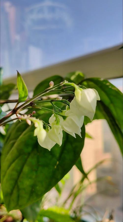 龙吐珠能放在卧室吗？龙吐珠可以放卧室吗？-第1张图片-优品飞百科