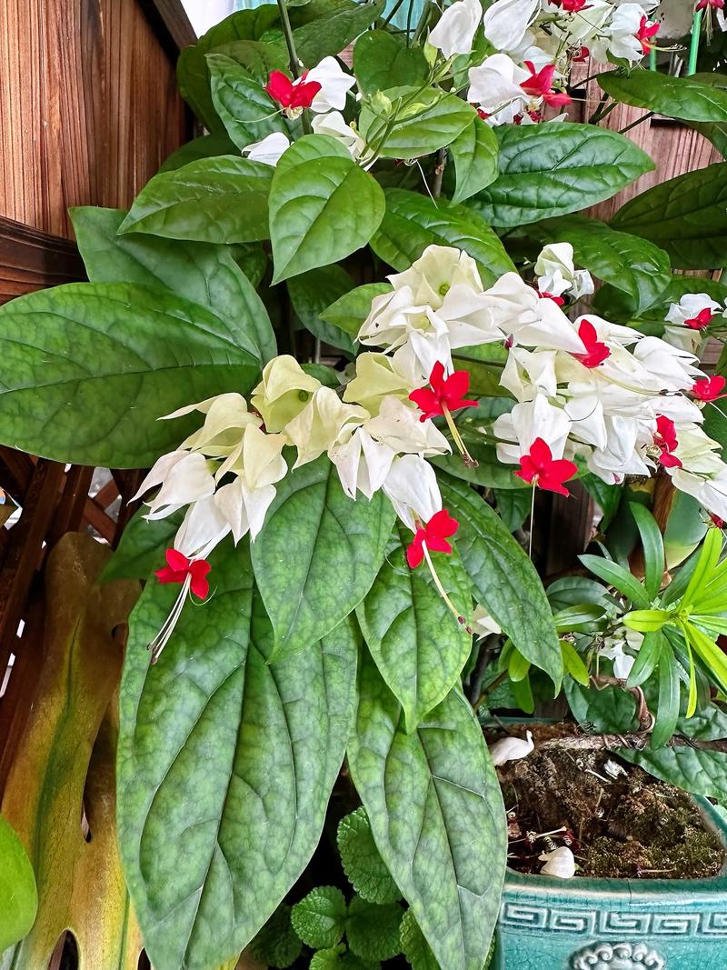 龙吐珠能放在卧室吗？龙吐珠可以放卧室吗？-第2张图片-优品飞百科