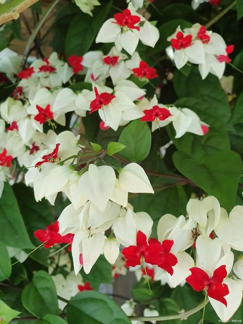 龙吐珠能放在卧室吗？龙吐珠可以放卧室吗？-第3张图片-优品飞百科