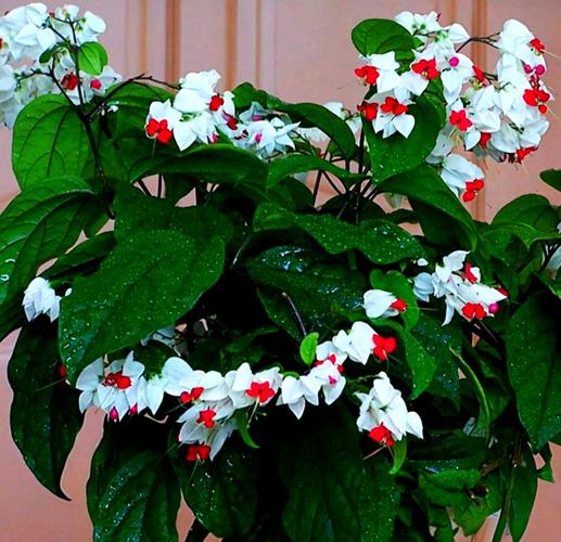 龙吐珠能放在卧室吗？龙吐珠可以放卧室吗？-第4张图片-优品飞百科