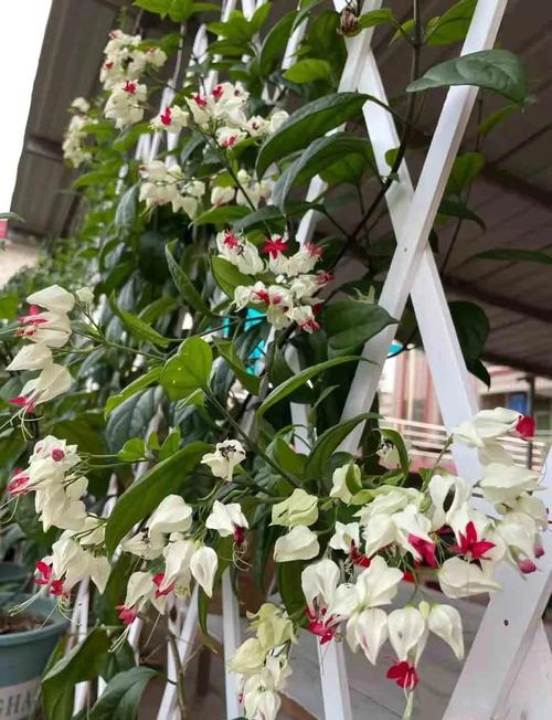 龙吐珠能放在卧室吗？龙吐珠可以放卧室吗？-第5张图片-优品飞百科