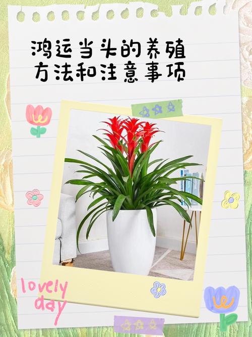 鸿运当头风水作用，鸿运当头吉利吗？-第2张图片-优品飞百科