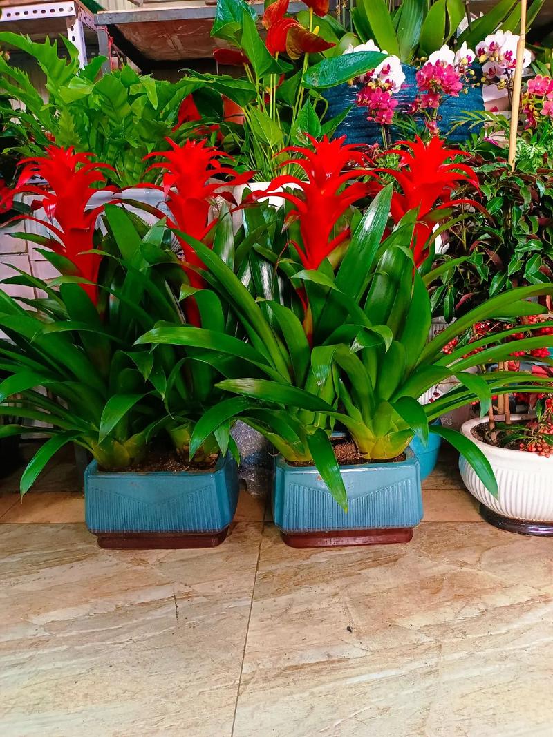 鸿运当头风水作用，鸿运当头吉利吗？-第3张图片-优品飞百科